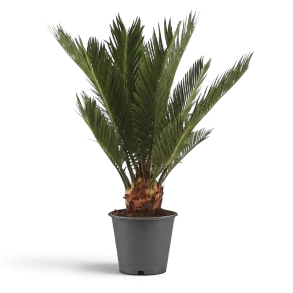 Große Cycas revoluta im grauen Topf mit dunkelgrünen Wedeln über einem kurzen, rauen Stamm