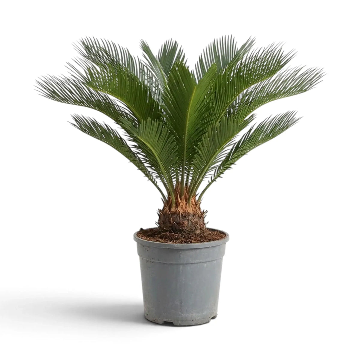 Großer Palmfarn Cycas revoluta mit breiter Krone aus gebogenen grünen Wedeln