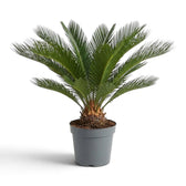 Große Cycas revoluta mit steifen, sternförmig angeordneten Wedeln über einem dicken, rauen Stamm