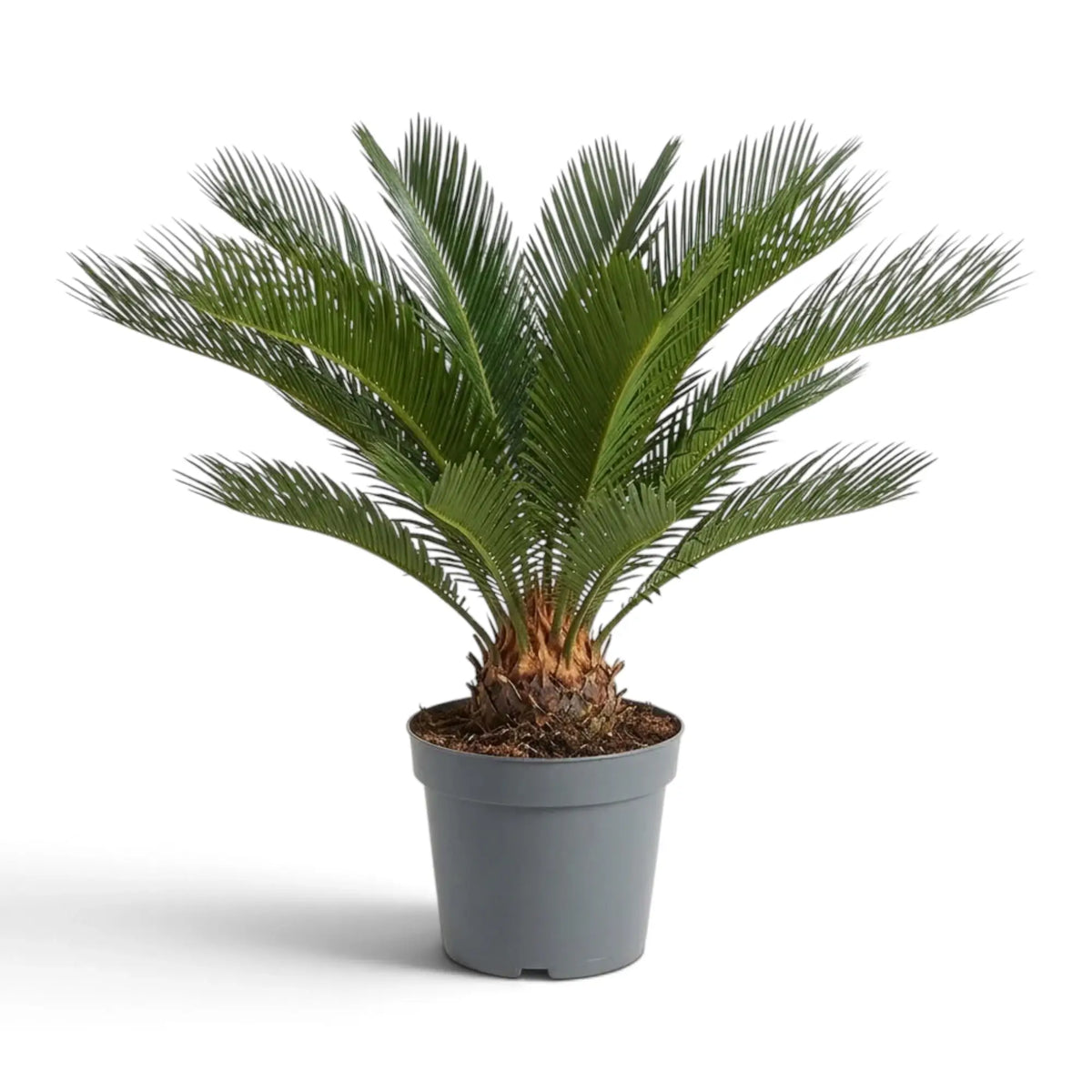 Große Cycas revoluta mit steifen, sternförmig angeordneten Wedeln über einem dicken, rauen Stamm