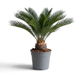 Cycas revoluta im Topf von der Seite mit runder Wedelkrone und sichtbarem verholztem Stammfuß
