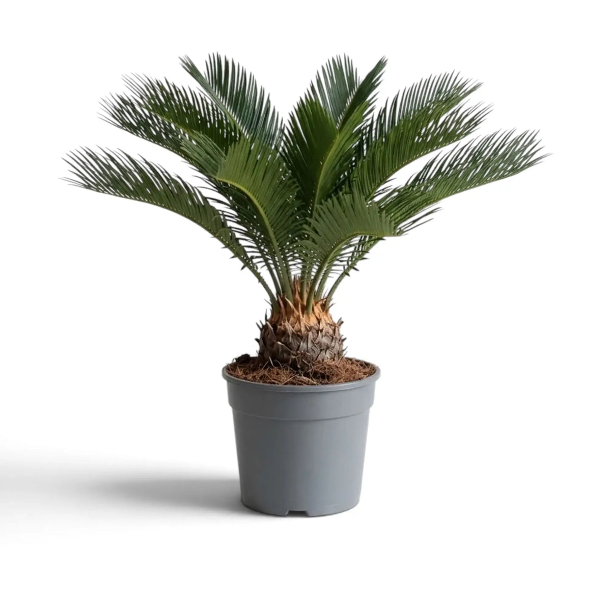 Cycas revoluta im Topf von der Seite mit runder Wedelkrone und sichtbarem verholztem Stammfuß