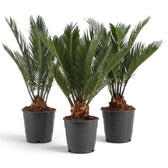 Drei große Cycas revoluta mit kurzen, rauen Stämmen und aufrecht stehenden grünen Wedeln