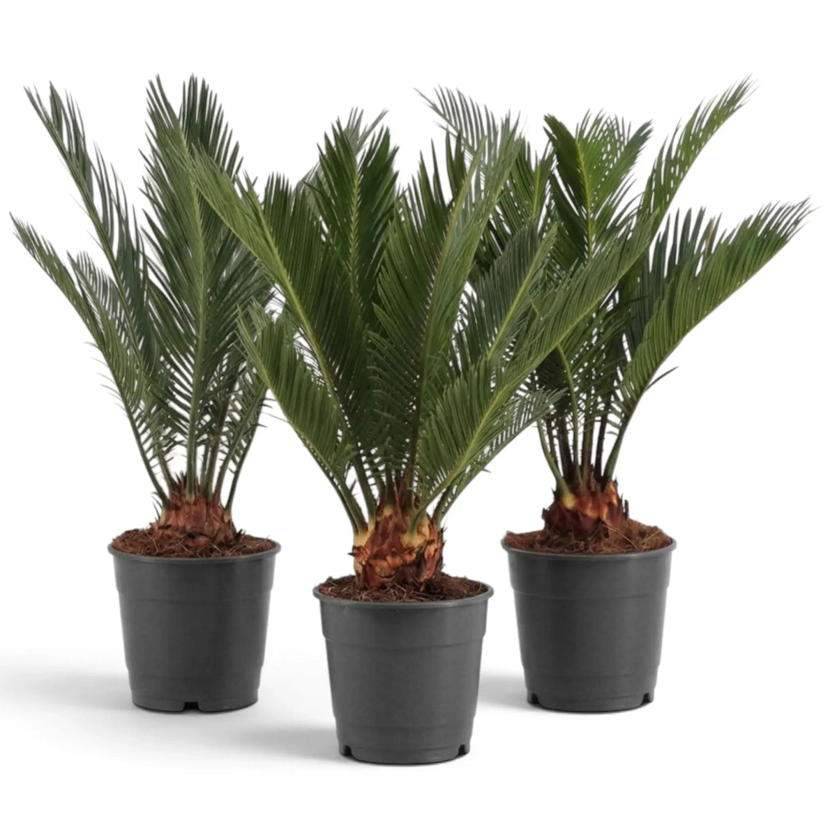 Drei große Cycas revoluta mit kurzen, rauen Stämmen und aufrecht stehenden grünen Wedeln