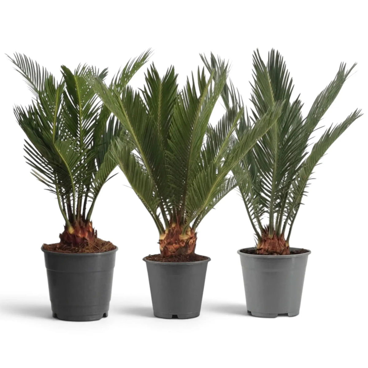 Drei sehr große Cycas revoluta in grauen Kulturtöpfen mit ausladenden Wedelkronen