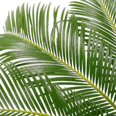 Nahaufnahme der Wedel von Cycas revoluta mit schmalen, dicht angeordneten grünen Fiederblättchen