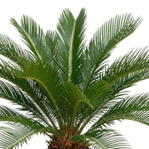 Oberer Bereich einer Cycas revoluta mit dunkelgrünen Wedeln, die sich von der Stammspitze nach außen ausbreiten