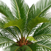 Cycas revoluta mit frisch ausgetriebenen, hellgrünen Wedeln zwischen dunkleren älteren Wedeln