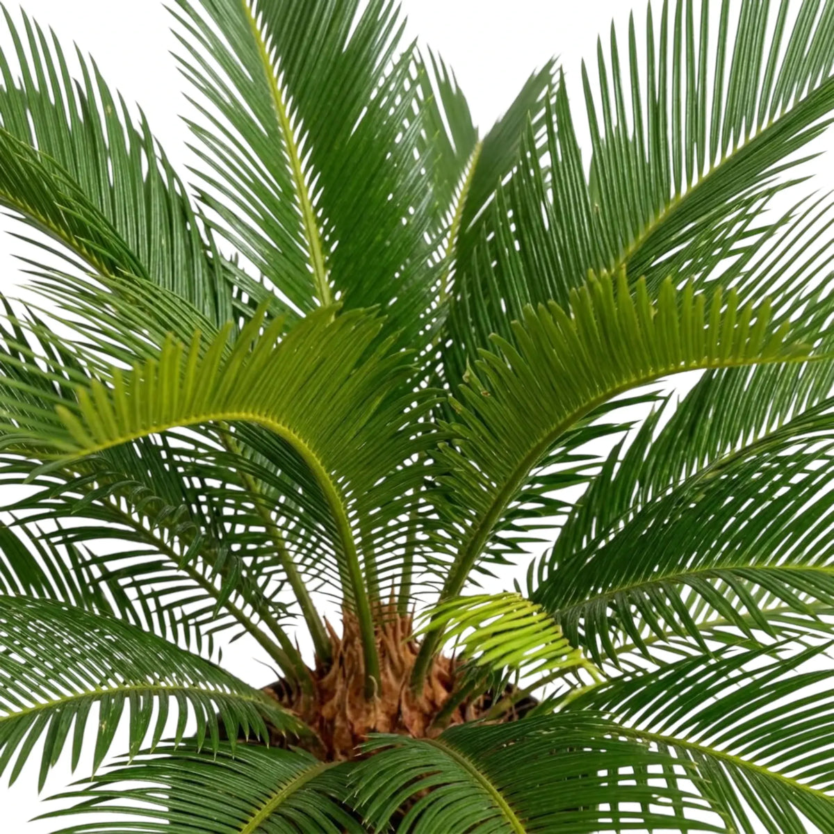 Cycas revoluta mit frisch ausgetriebenen, hellgrünen Wedeln zwischen dunkleren älteren Wedeln