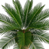 Bogenförmige Wedel von Cycas revoluta mit dicht stehenden, schmalen, spitz zulaufenden Fiederblättchen