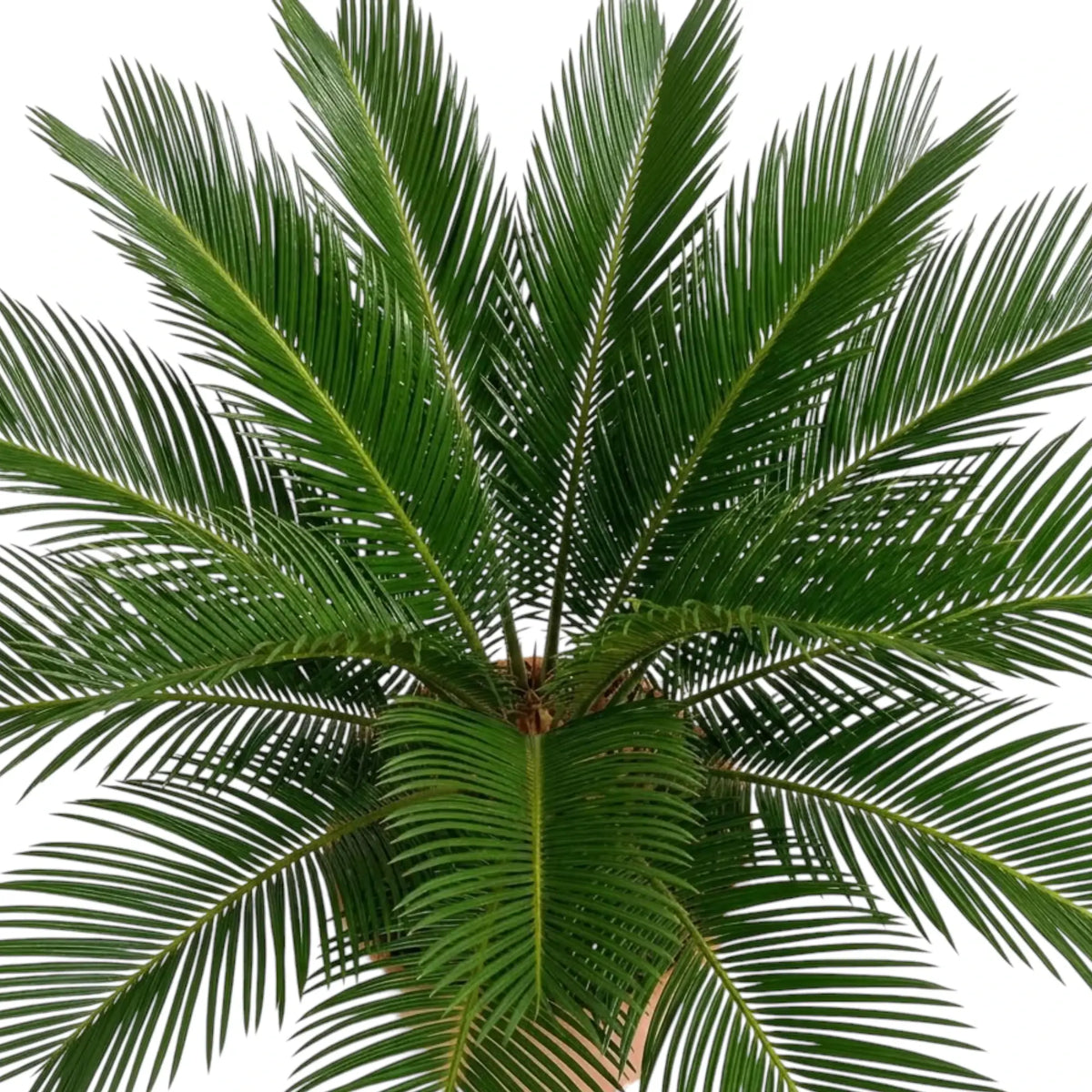 Bogenförmige Wedel von Cycas revoluta mit dicht stehenden, schmalen, spitz zulaufenden Fiederblättchen
