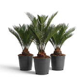 Drei große Cycas revoluta mit leicht unterschiedlichen Wedelformen und Wuchshöhen