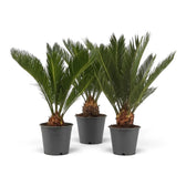 Drei mittelgroße Cycas revoluta in dunklen Töpfen mit dicht stehenden grünen Wedeln
