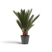 Mittelgroße Cycas revoluta mit kurzem braunem Stamm und schmalen, leicht gebogenen grünen Wedeln