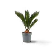 Cycas revoluta im grauen Topf mit kompakter Krone aus steifen Wedeln mit schmalen grünen Fiederblättchen
