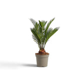 Kleine Cycas revoluta mit aufrechten Wedeln aus einem jungen, verholzten Stammansatz