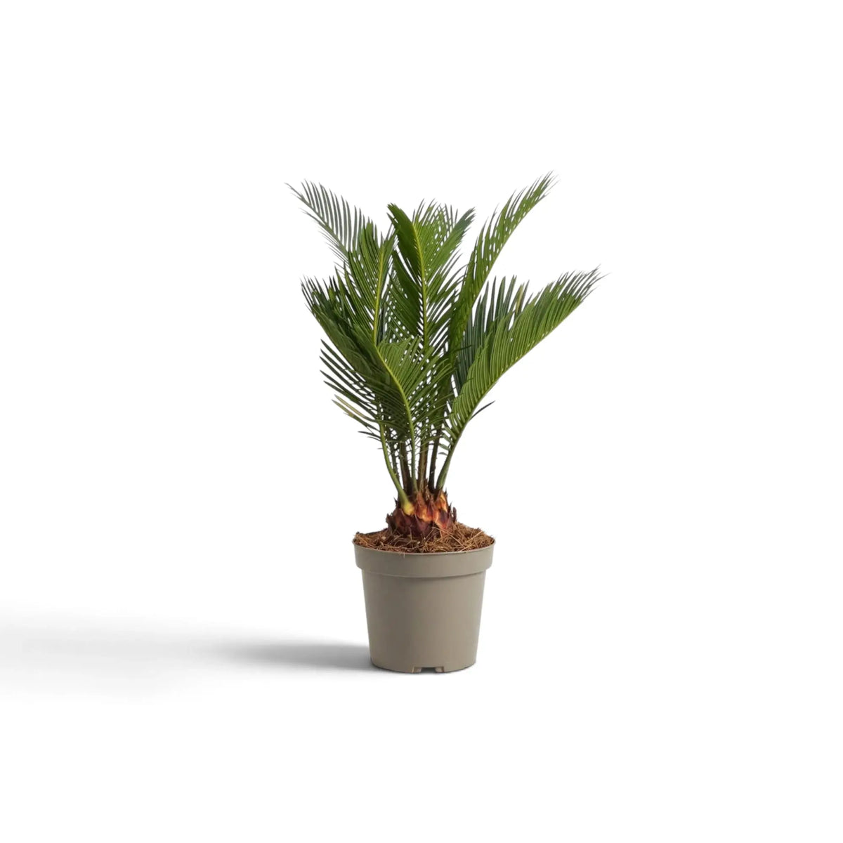 Kleine Cycas revoluta mit aufrechten Wedeln aus einem jungen, verholzten Stammansatz