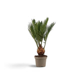 Junge Cycas revoluta im beigen Topf mit kurzem Stamm und schmalen grünen Wedeln