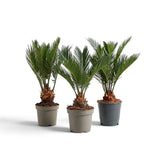 Drei kleine Cycas revoluta in Kulturtöpfen mit dicht stehenden, fein gefiederten Wedeln