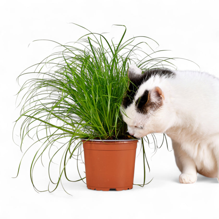Cyperus alternifolius ‘Zumula’ (Katzengras) – Topfpflanze im Kulturtopf vor weißem Hintergrund, Produktfoto 2.