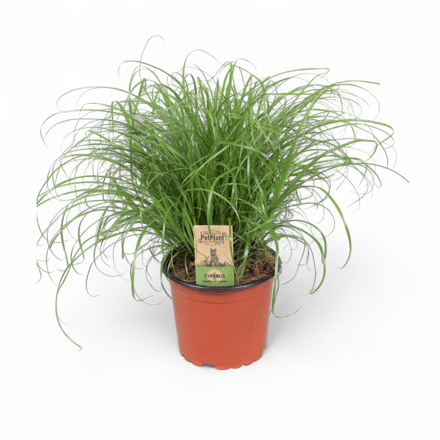 Cyperus alternifolius ‘Zumula’ (Katzengras) – Topfpflanze im Kulturtopf vor weißem Hintergrund, Produktfoto 3.