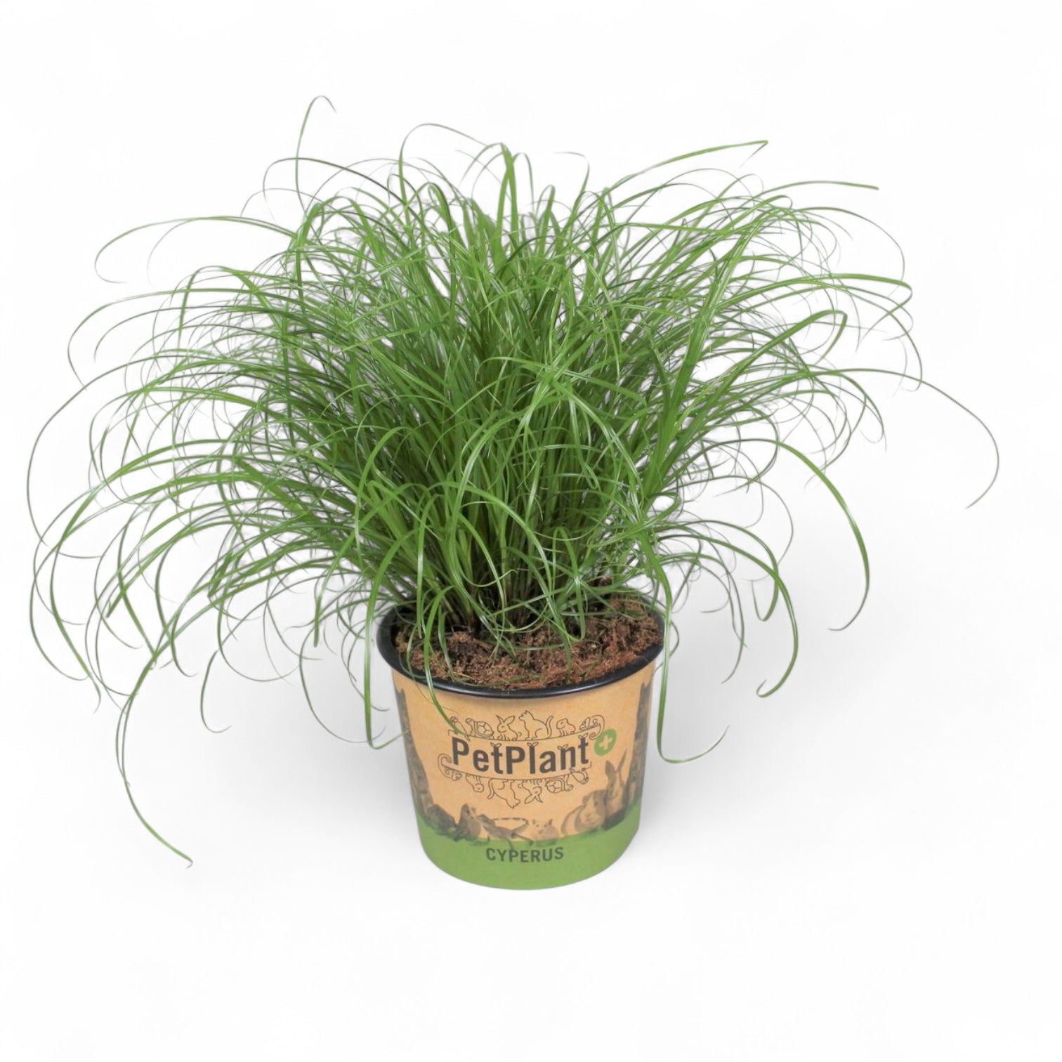 Cyperus alternifolius ‘Zumula’ (Katzengras) – Topfpflanze im Kulturtopf vor weißem Hintergrund, Produktfoto 5.