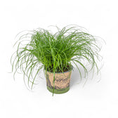 Cyperus alternifolius ‘Zumula’ (Katzengras) – Topfpflanze im Kulturtopf vor weißem Hintergrund, Produktfoto 6.