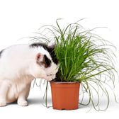 White and black cat sniffing the leaves of potted Cyperus 'Zumula' cat grass