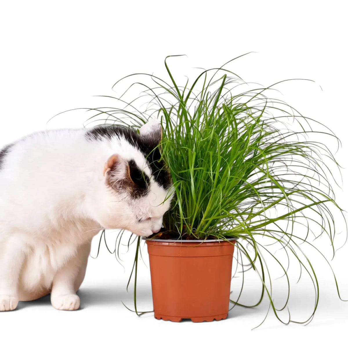 White and black cat sniffing the leaves of potted Cyperus 'Zumula' cat grass