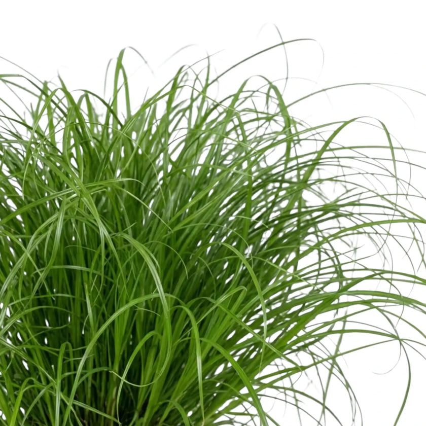 Dicht wachsendes Katzengras (Cyperus 'Zumula') mit schmalen, frischgrünen Blättern