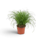 Potted Cyperus 'Zumula' cat grass with long curling leaves and a full upright centre
