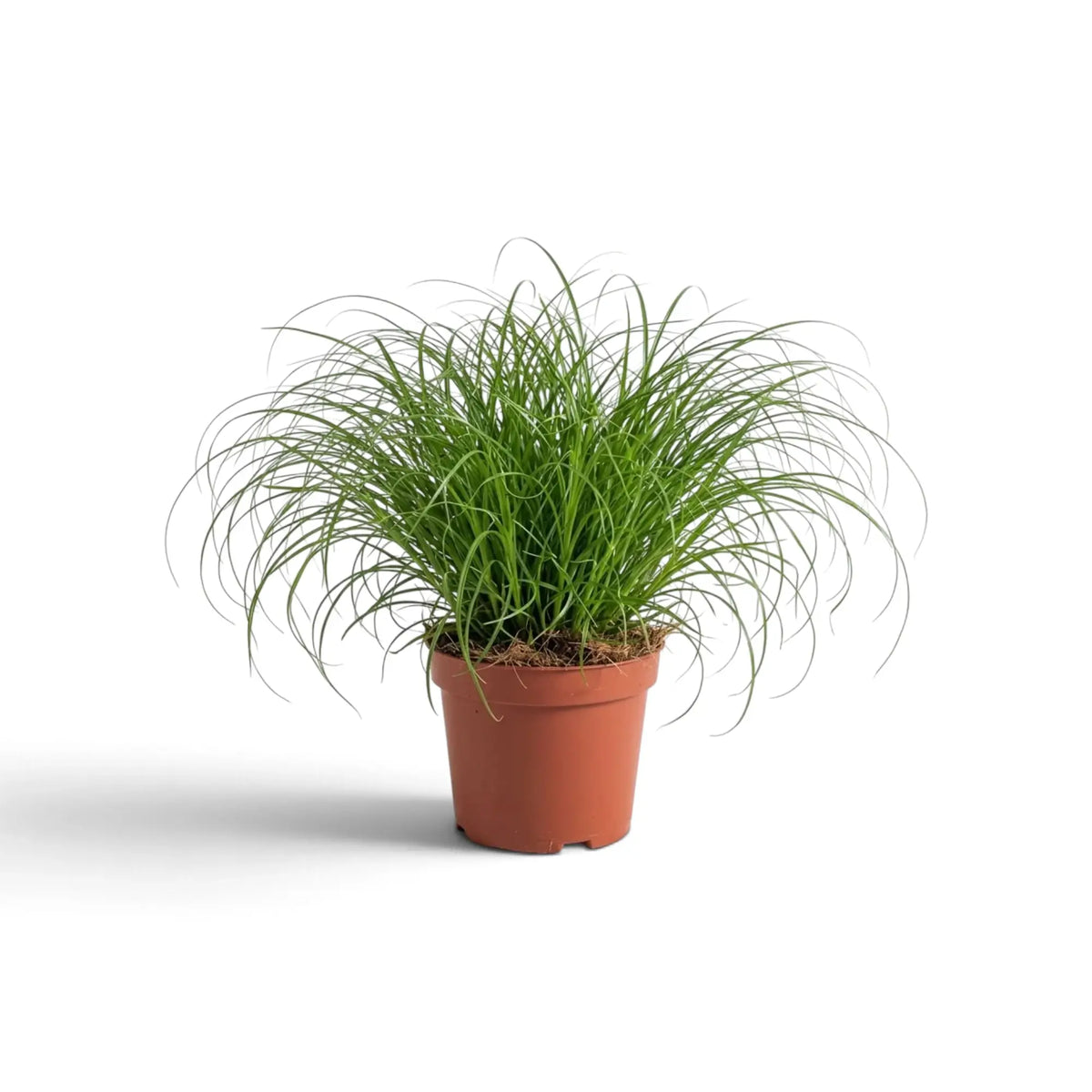 Dense, rounded clump of Cyperus 'Zumula' cat grass in a nursery pot