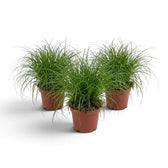 Three pots of Cyperus 'Zumula' cat grass displaying loose tufts of narrow leaves