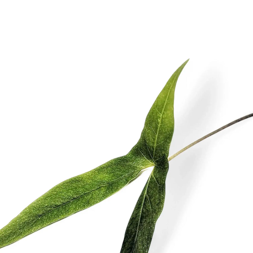 Cyrtosperma beccarianum – Blattdetail vor weißem Hintergrund..