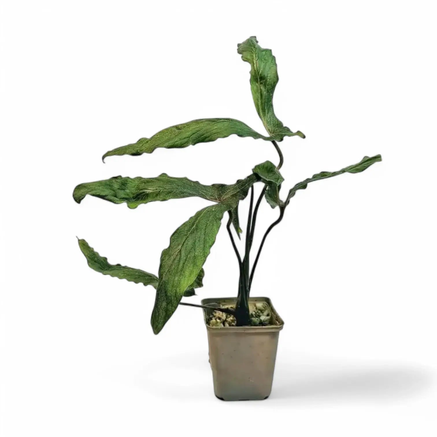 Cyrtosperma beccarianum potted plant in nursery pot on white background.