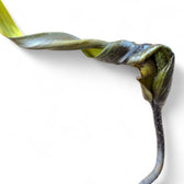 Cyrtosperma hambalii potted plant in nursery pot on white background.