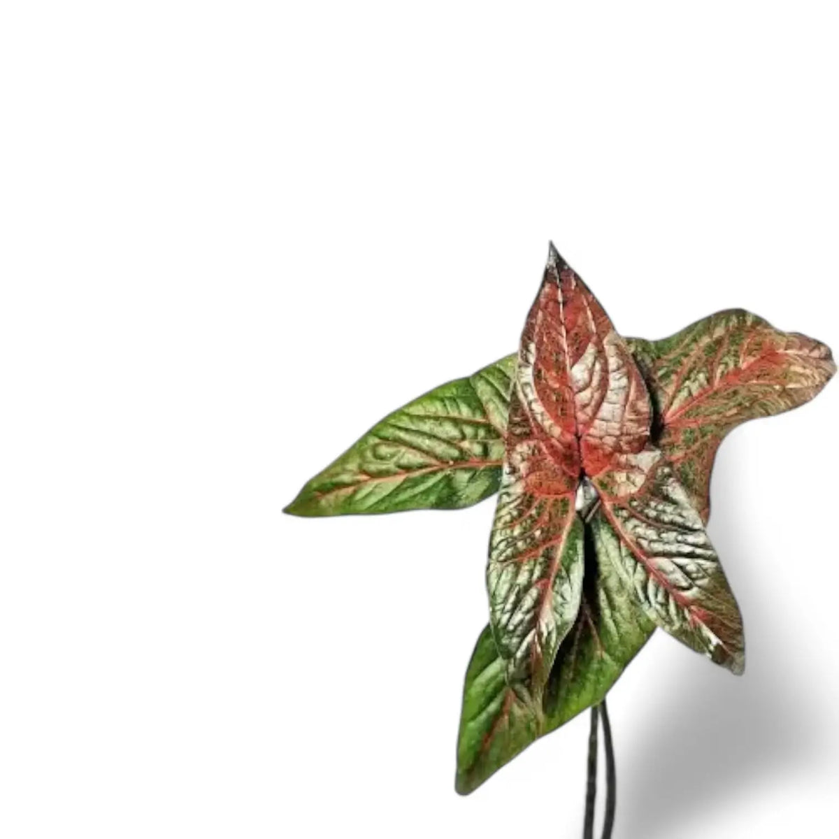 Cyrtosperma johnstonii