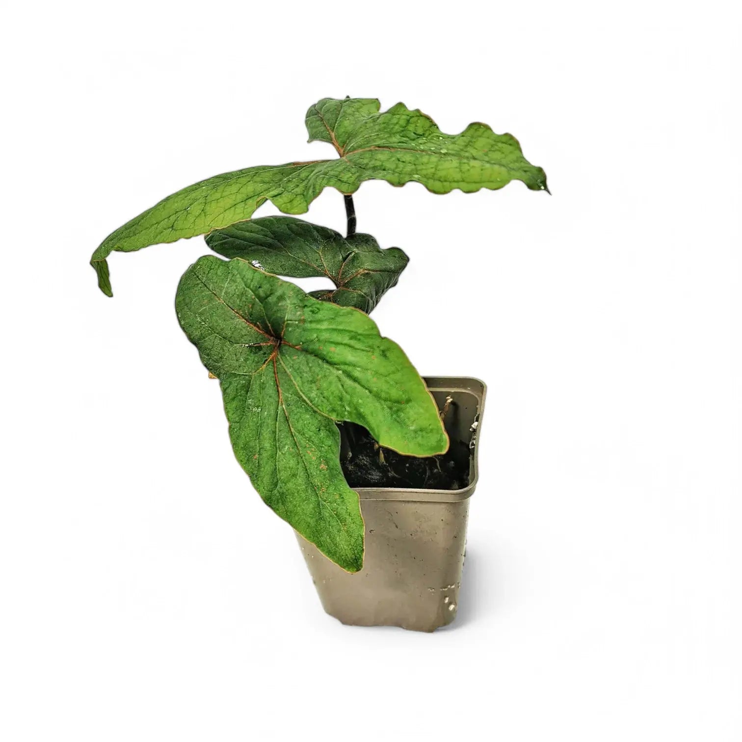 Cyrtosperma sp. Papua potted plant in nursery pot on white background.