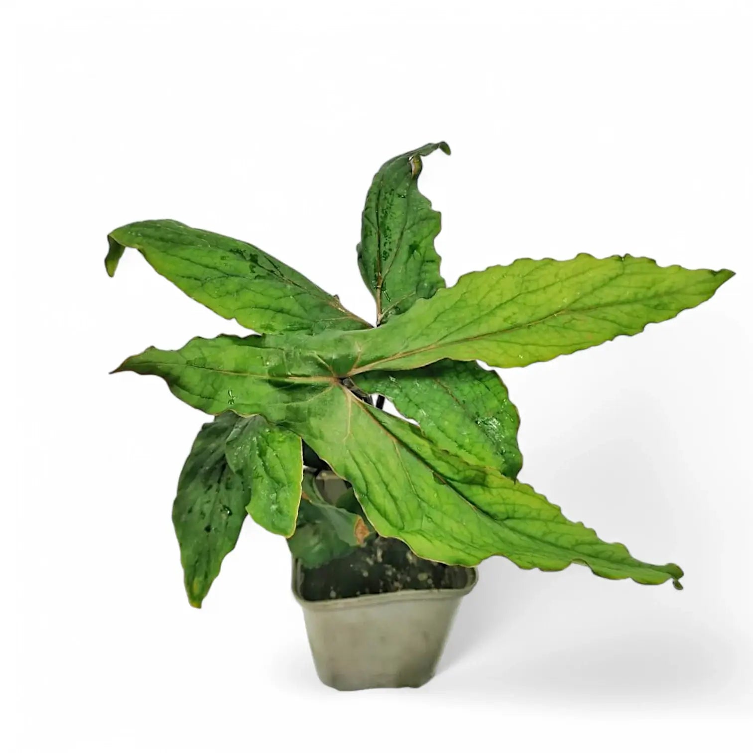 Cyrtosperma sp. Papua potted plant in nursery pot on white background.