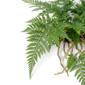 Close-up of Davallia tyermanii fronds and furry rhizomes over the pot rim