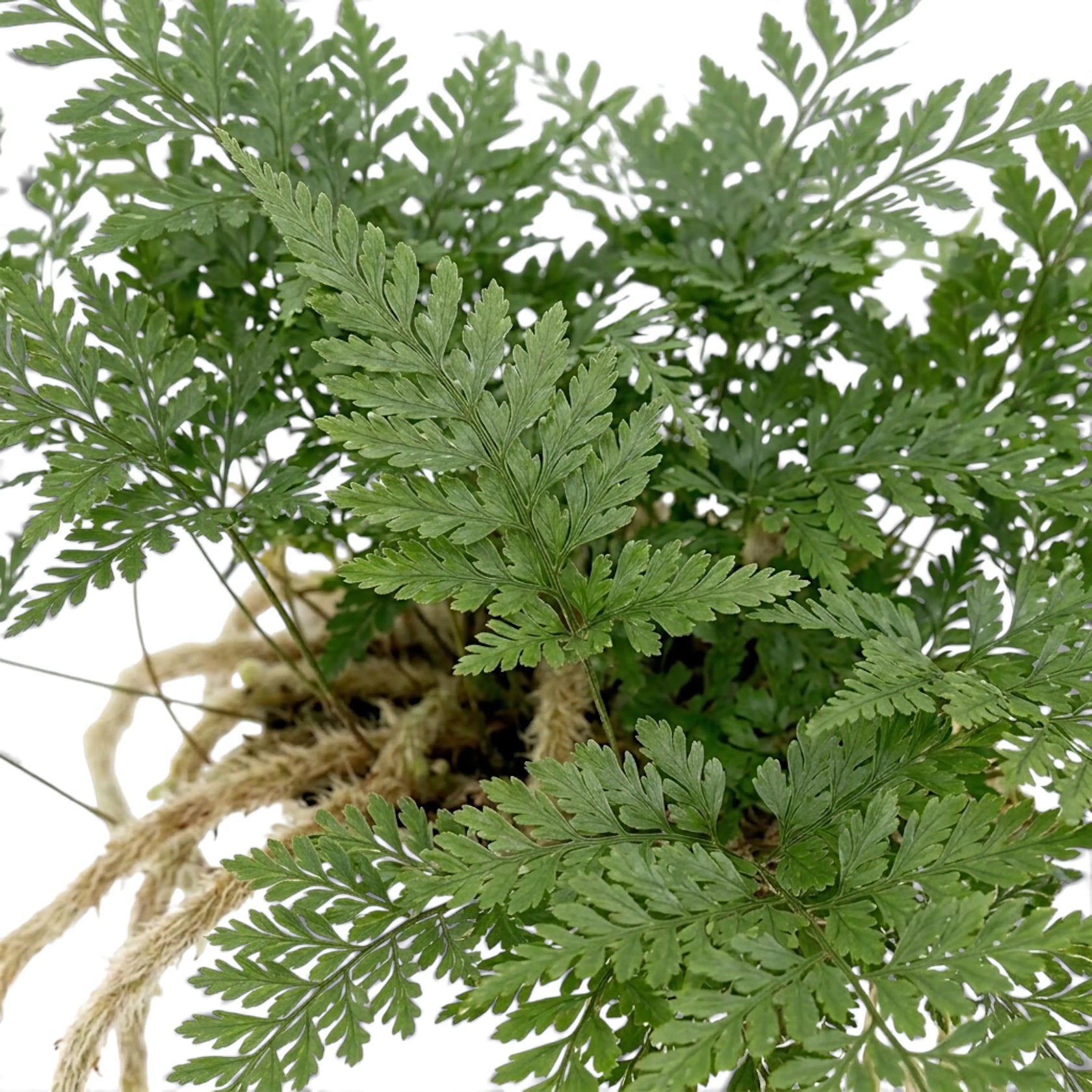Close-up of lacy Davallia tyermanii foliage above its furry rhizomes