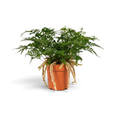 Davallia tyermanii with lacy fronds and long furry rhizomes, front view