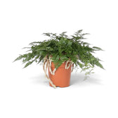Side view of Davallia tyermanii with rhizomes draping from the pot