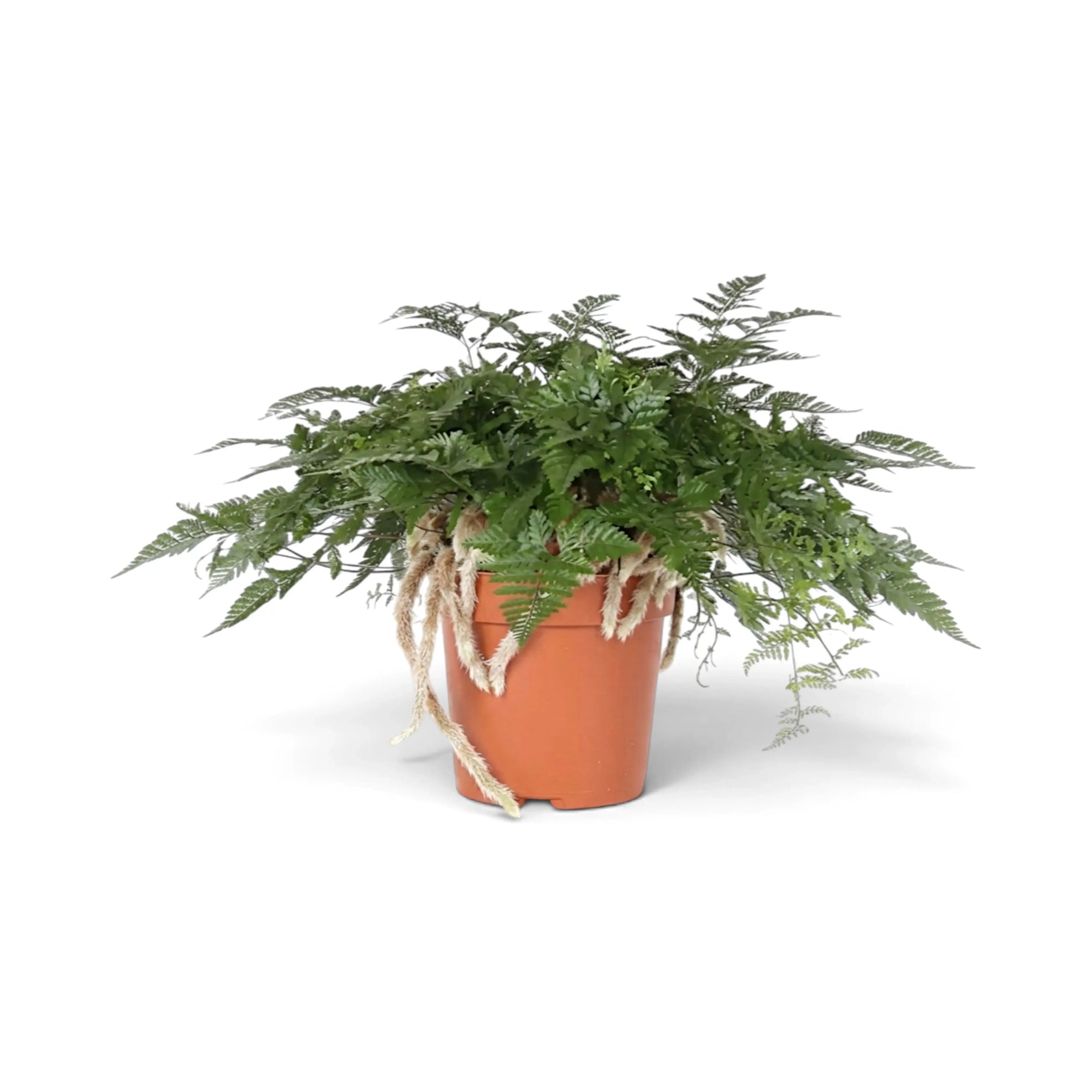 Side view of Davallia tyermanii with rhizomes draping from the pot
