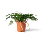 Low side view of Davallia tyermanii with trailing rhizomes