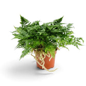 Full Davallia tyermanii fern with furry rhizomes trailing over a terracotta pot