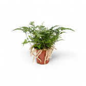 Davallia tyermannii potted plant in nursery pot on white background.