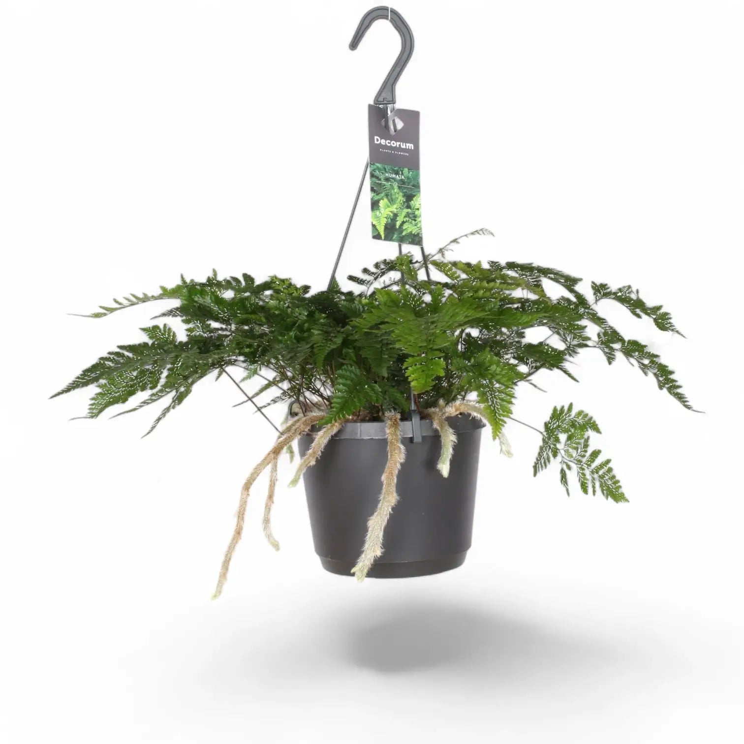 Davallia tyermannii potted plant in nursery pot on white background.