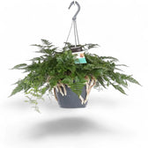 Davallia tyermannii potted plant in nursery pot on white background.