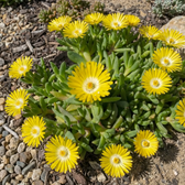 Delosperma congestum close-up detail.